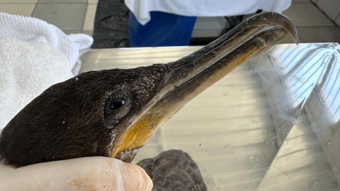 Aves-sao-encontradas-com-marcas-de-agressao-humana-em-praia-de-Itapoa-2